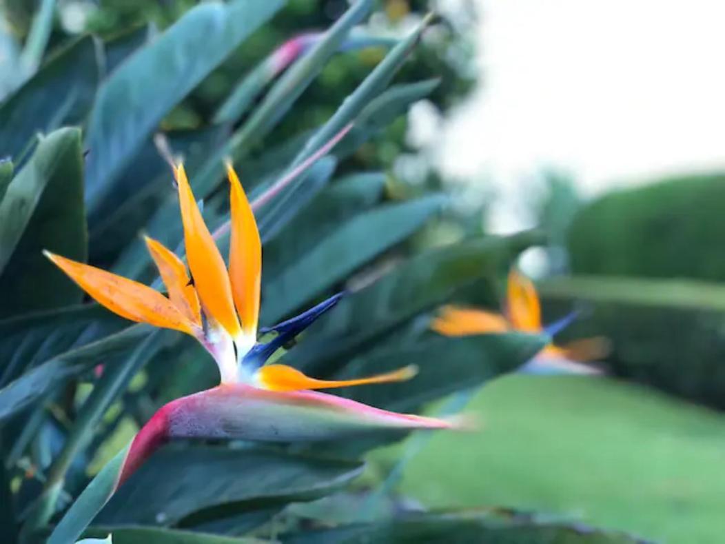 Apartmán Coffee Garden Ranch Costa Rica Concepcion  Exteriér fotografie